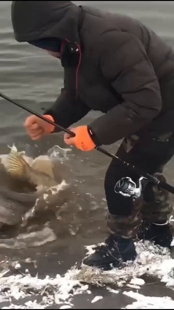 Достойный экземпляр. Зачетная щука