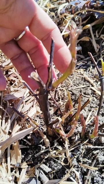 после заморозков 🥶