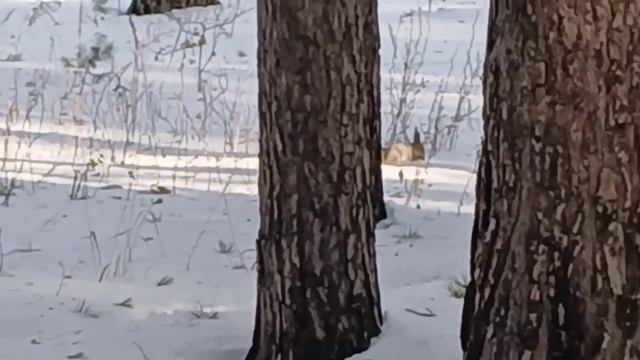 Маленькая да удаленькая.