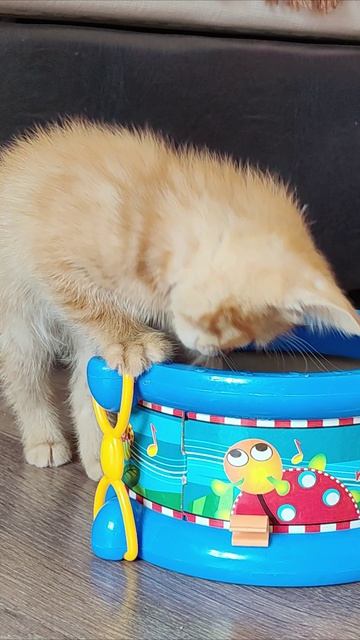 Котенок хочет достать игрушечную мышку.