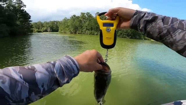FISHING A DUCK LURE FOR POND MONSTERS