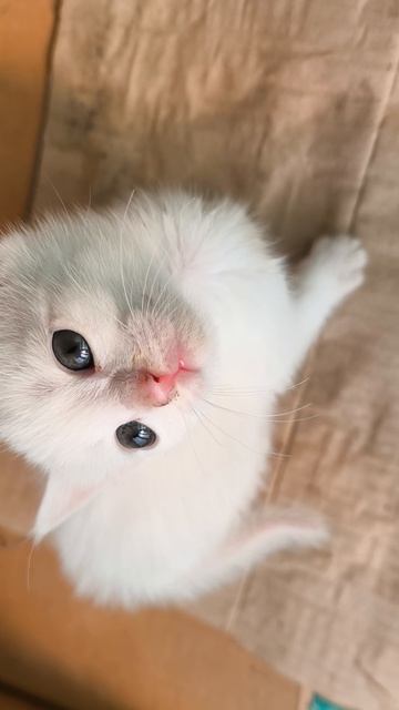 #12 Кот отец принес котят #кот #коты #котята #юмор #влог #смешные