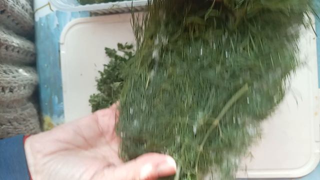 зелень зимой и летом mp4