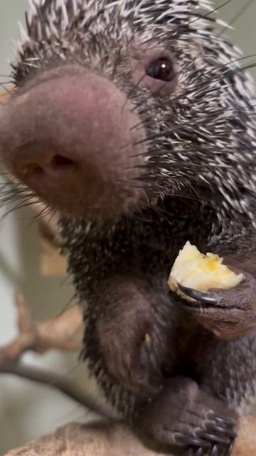 Милый мукбанг от маленького дикобраза.