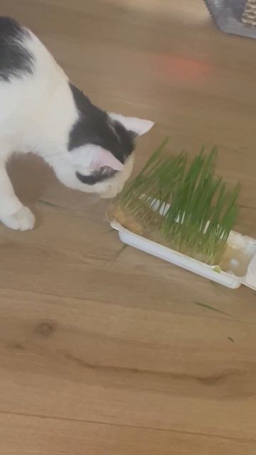 Роки так и не поел траву