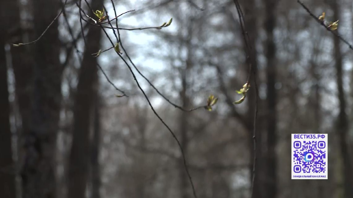 Синоптики рассказали о погоде в Вологодской области