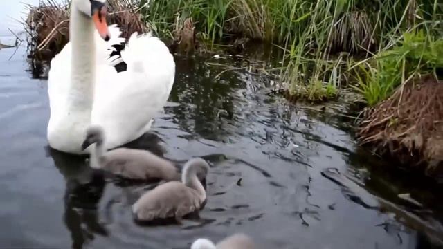 Лебеди шипуны с детишками.