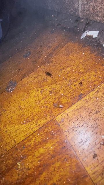 Уничтожение тараканов в квартире холодным туманом в Москве и МО