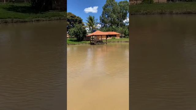 красивые лебеди.mp4