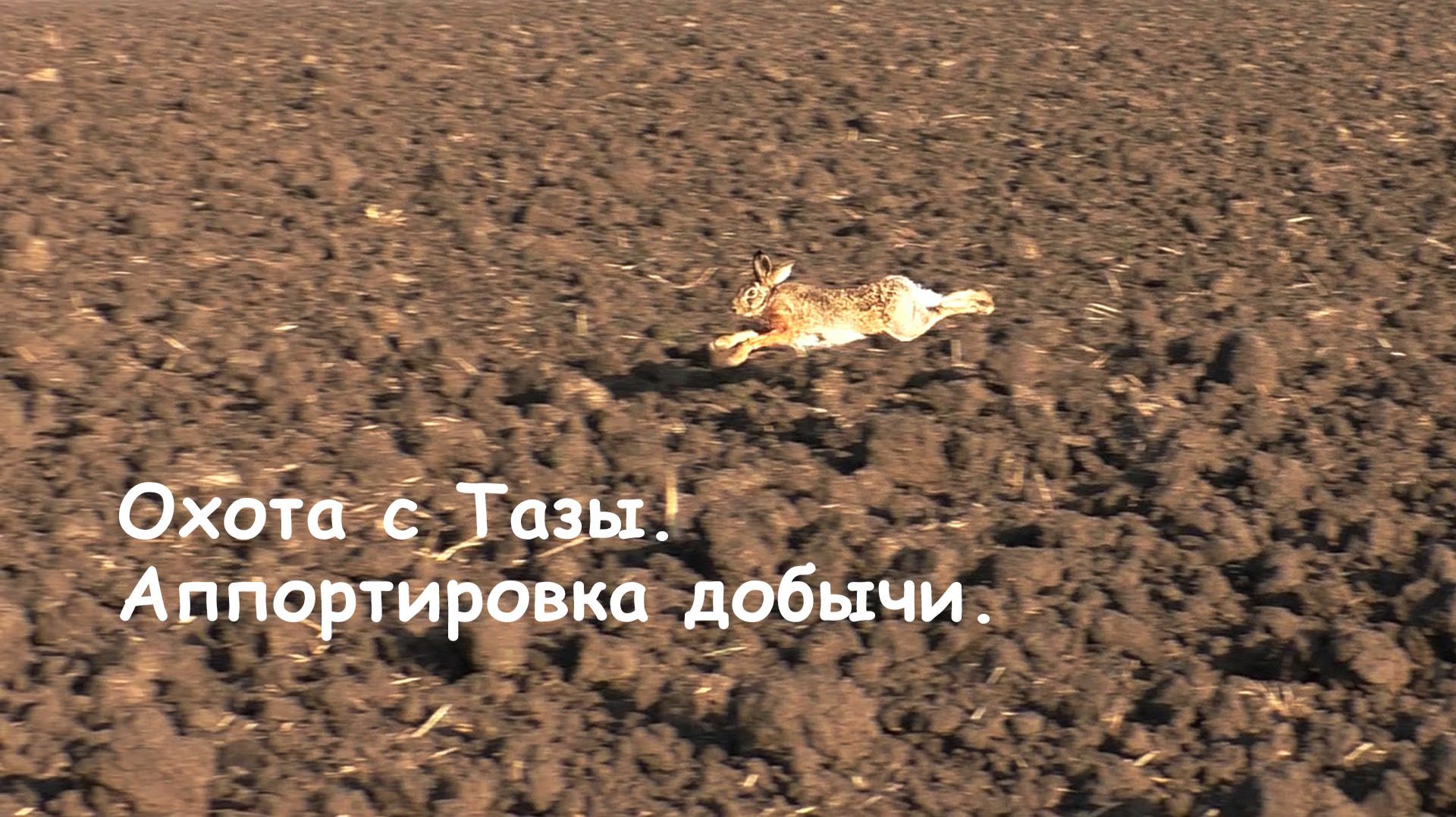 Охота с Тазы. Аппортировка добычи