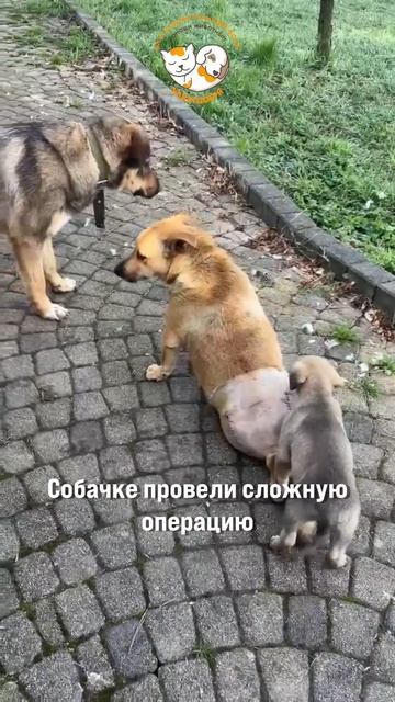 Кнопе не повезло с хозяевами