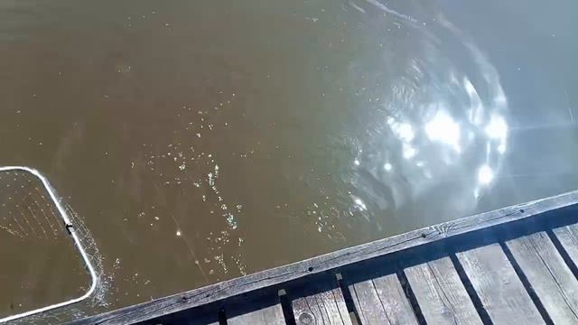 Бутерброд.Карпуша