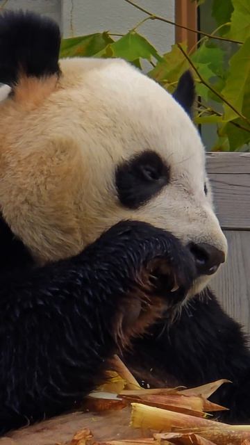 Авторский тур в Китай 🇨🇳