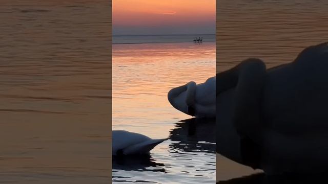 Лебеди красота.mp4