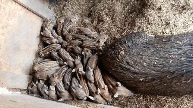 Охота на Кабана