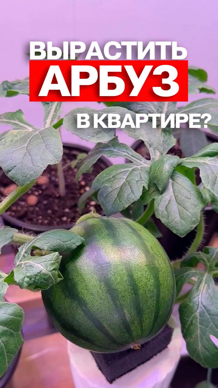 Вырастила арбуз в квартире!