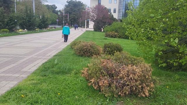 там где цветут тюльпаны