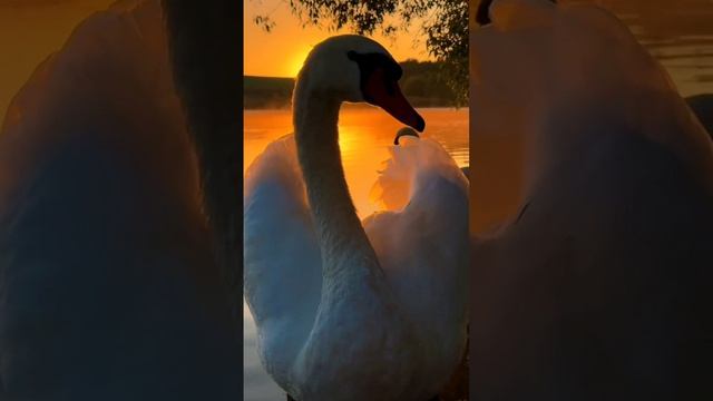 ЛЕБЕДИ ПРИРОДА КРАСОТА.mp4