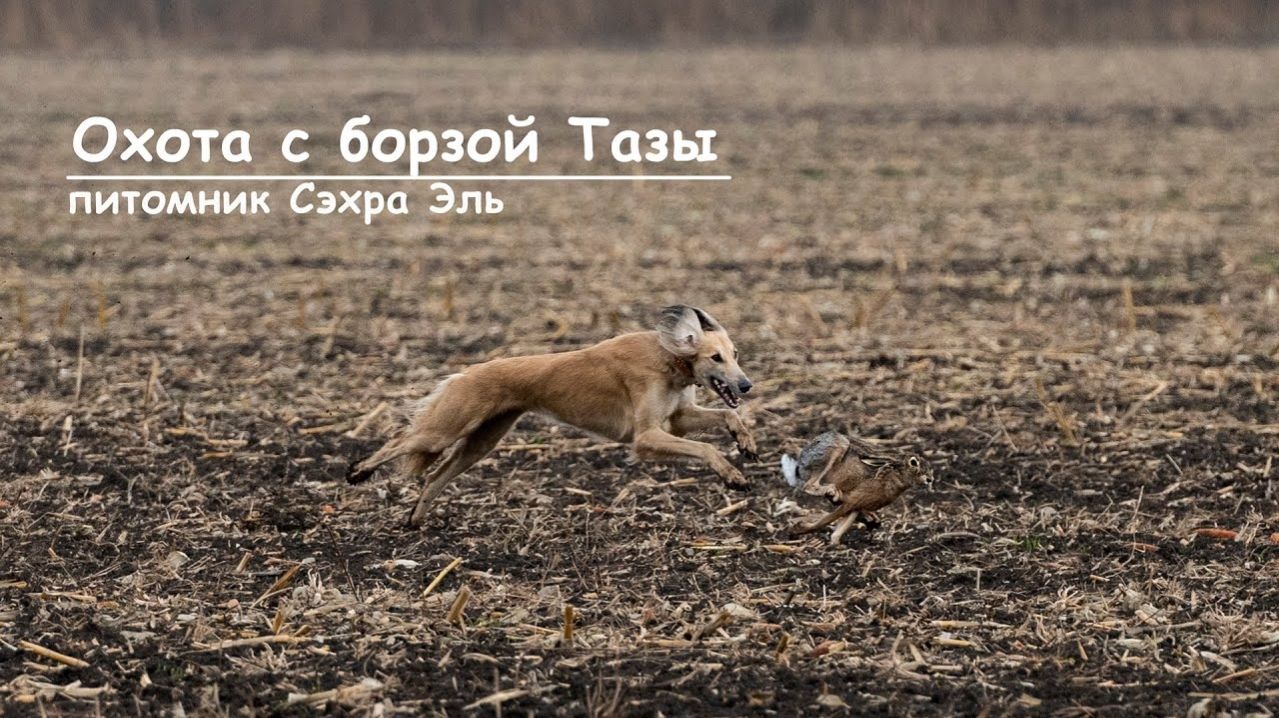 Охота с борзой Тазы