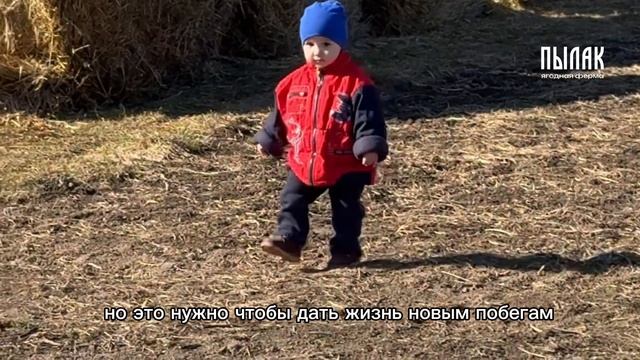 Снег поломал ветки… Спасаем малинник!