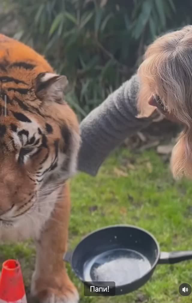 Любимый тигр