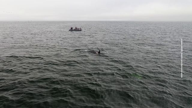 Постоянная угроза для сахалинских сивучей