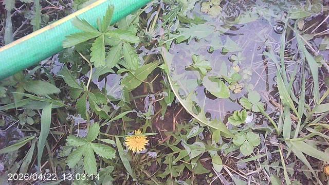 Поливная система: поливная система: проверка подключения одного из шлангов - УСПЕШНАЯ