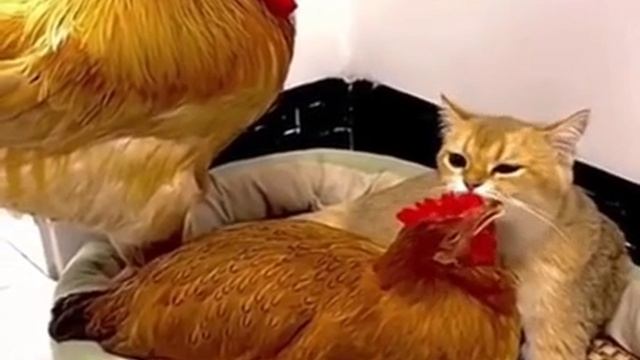 Петя люблю твою...