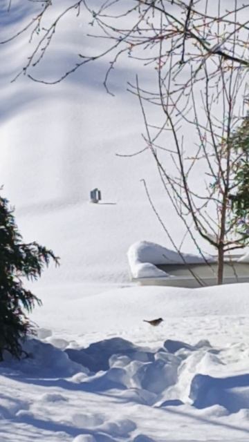 Птичку жалко...