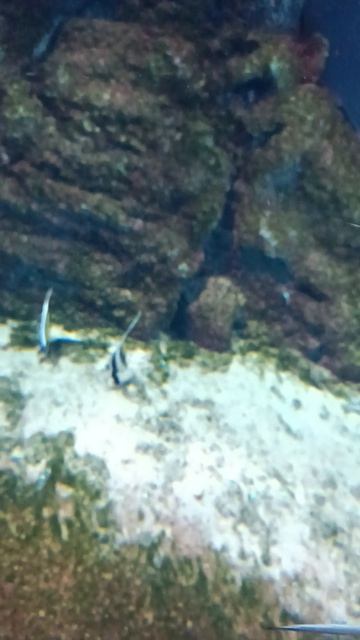 Океанариум в Москве в торговом центре РИО.