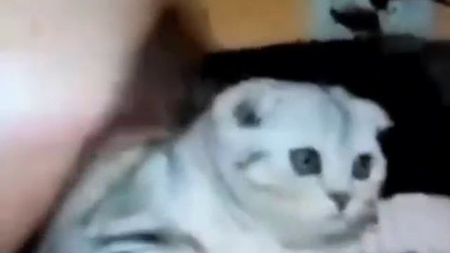 video_2026-02-22_15-34-40