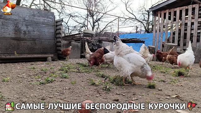 Курочки дворовые селяночки лучшие беспородные несушки 🥚 (3)