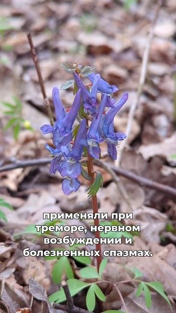 Яды наших лесов