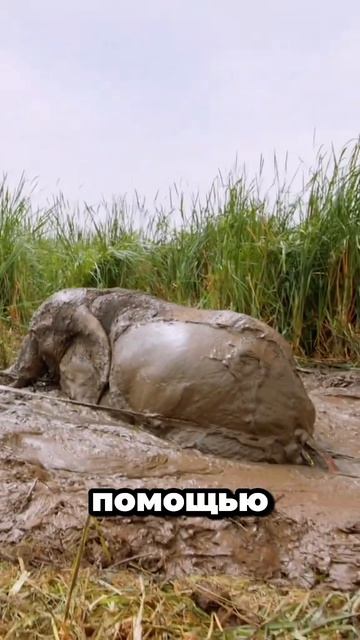 Слон в ловушке… Последняя попытка спасения 😳🐘