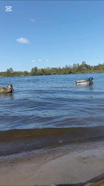 1000016094.mp4Весна. (видео Татьяны Павара)