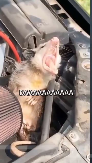 Механика забыли под капотом