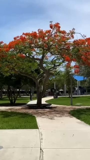 Огненное дерево из мадагаскара