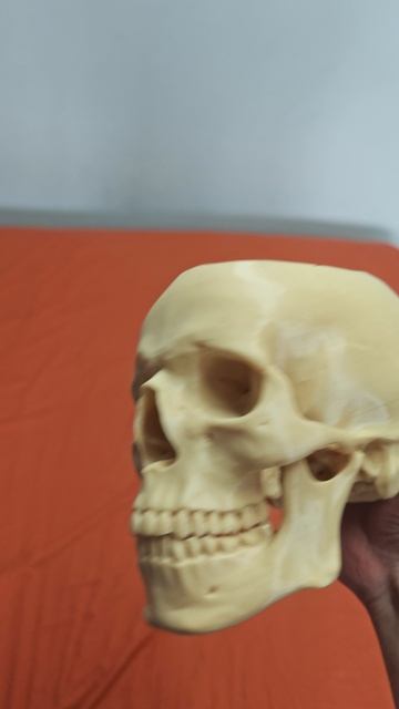 3д печать, череп