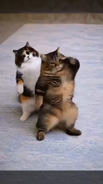 Коты и пляски 🐱
