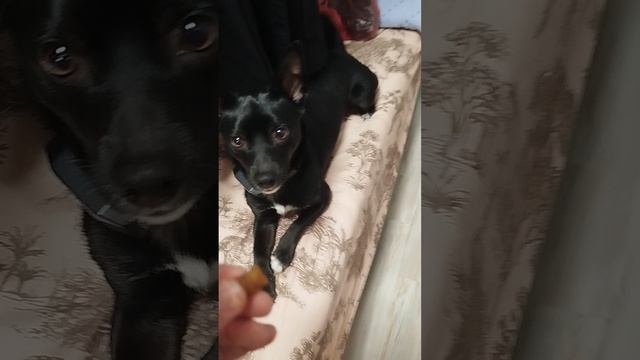 даю задание собакам и кормлю