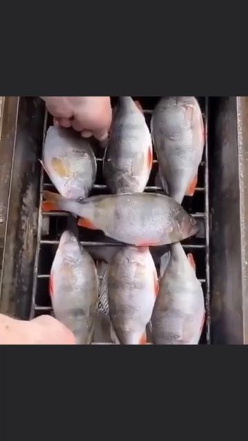 Копчу Окуня своими руками для себя и для своей семьи.