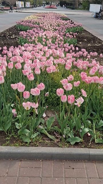 Тюльпаны в Севастополе