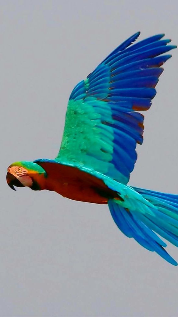 Сине-желтый ара( Ara ararauna) - 