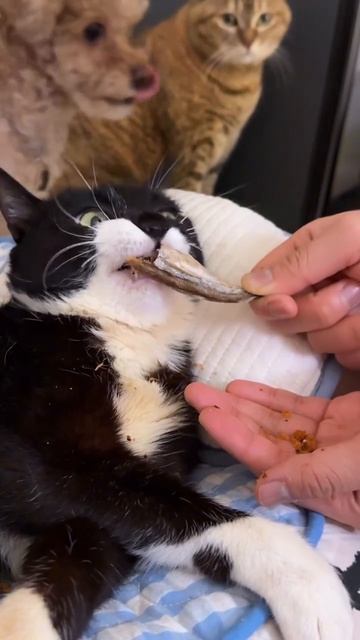 Покорми меня хозяин 😂