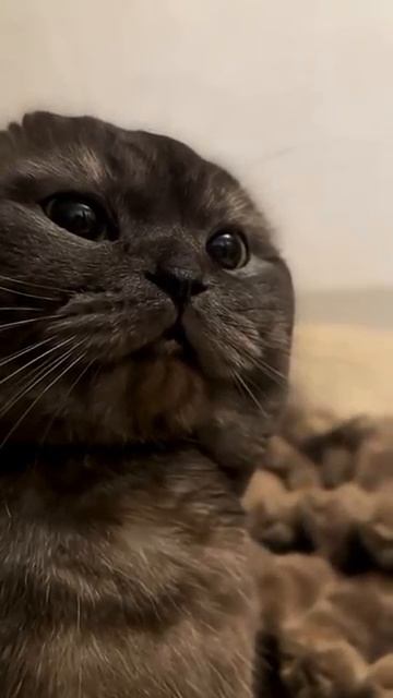 Самый красивый котофей