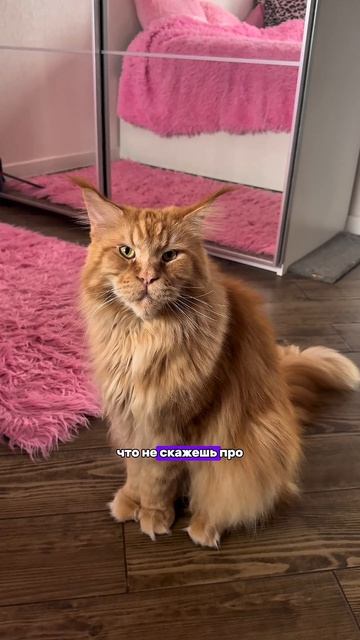 Завели бы такого?❤️