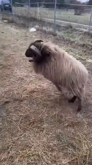 Весёлый баран