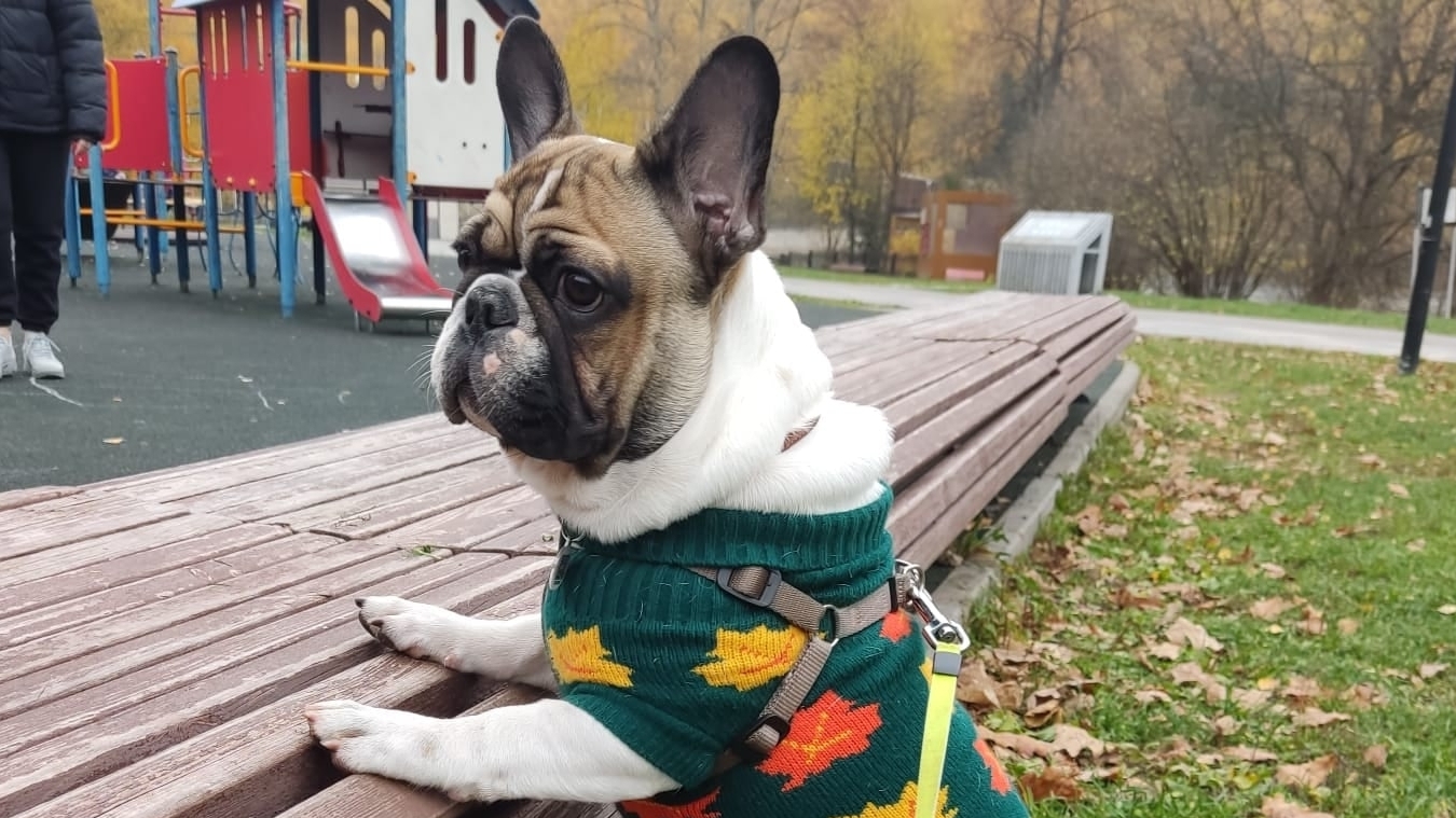 Какие книги лучше: аудиокниги, бумажные или электронные? (Цикл прогулки с бульдогом)