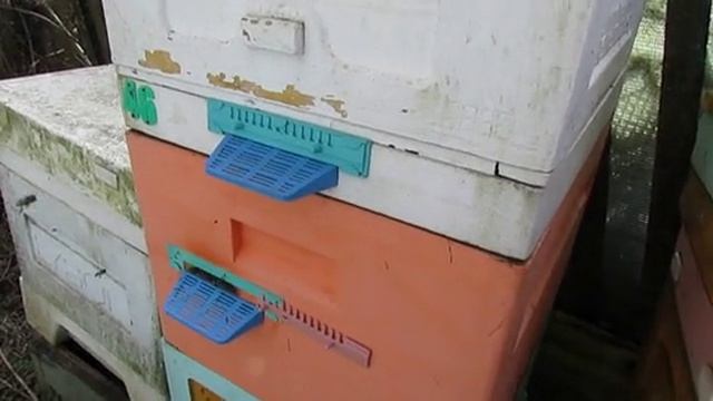 апрель на пасеке , пчелы заливают гнездо нектаром, ставлю через пленку магазин под мед, 22.04.2026