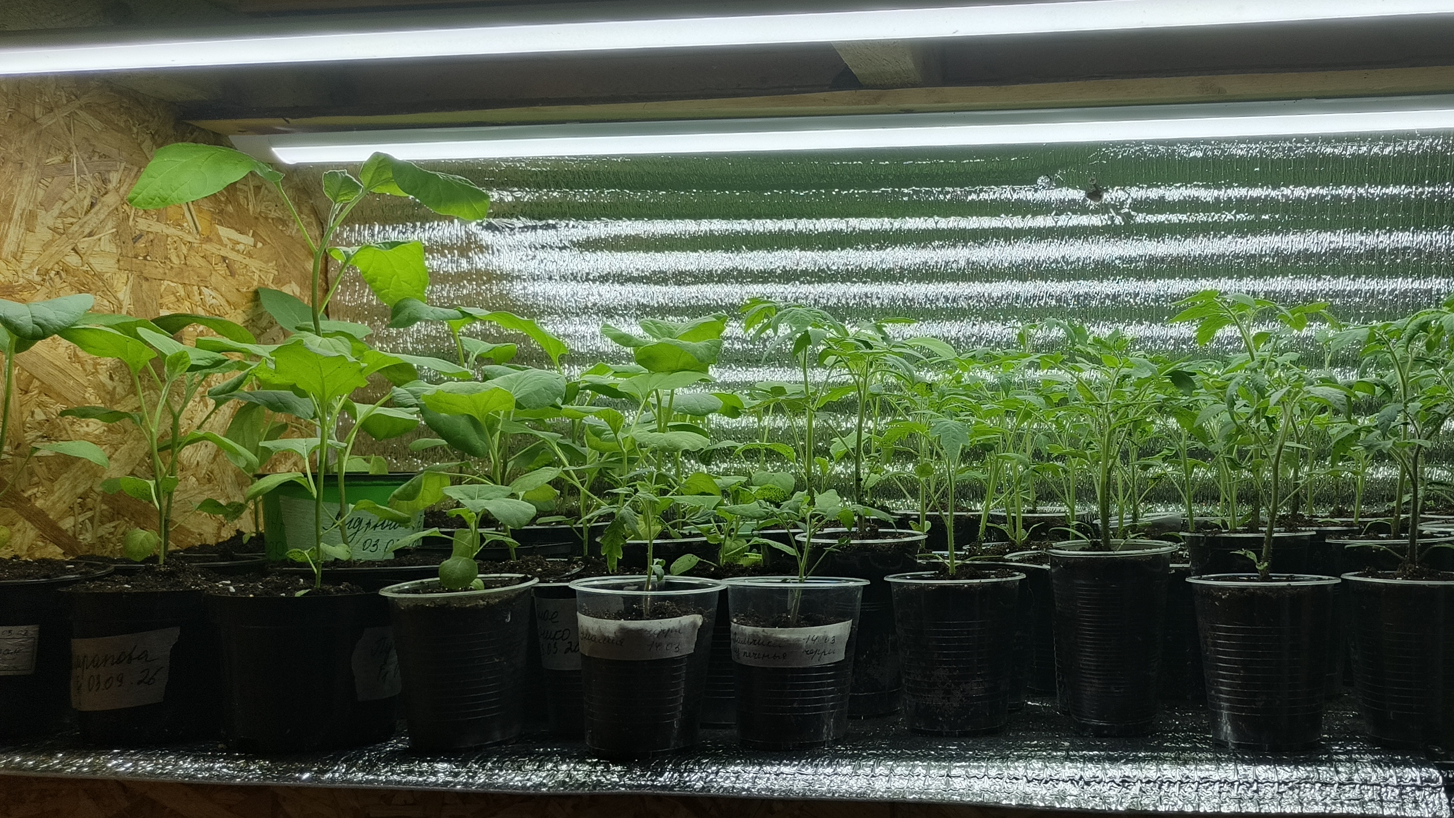 Пересадила Томаты и баклажаны в больший объём.Собираю заказы